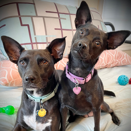 Frankie & Luna