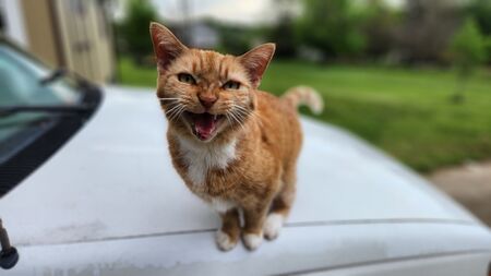 Tom