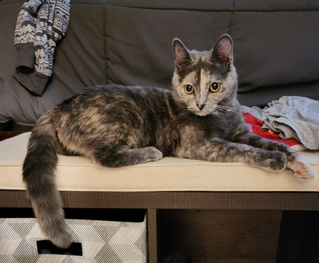 Cici 