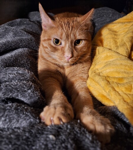 Jimmy Kitty
