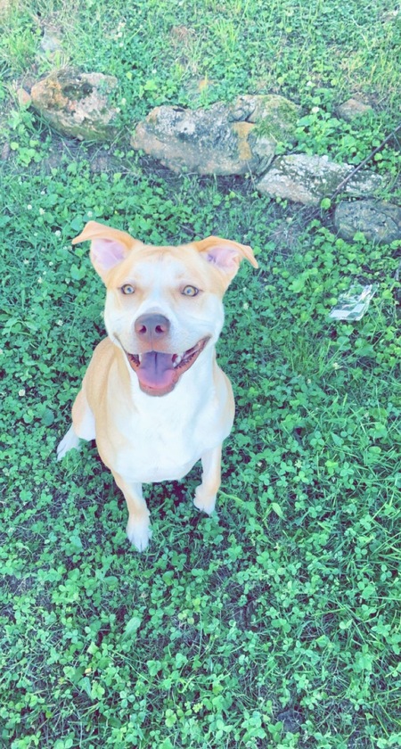 Dixie