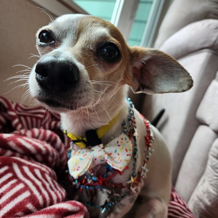 Gigi