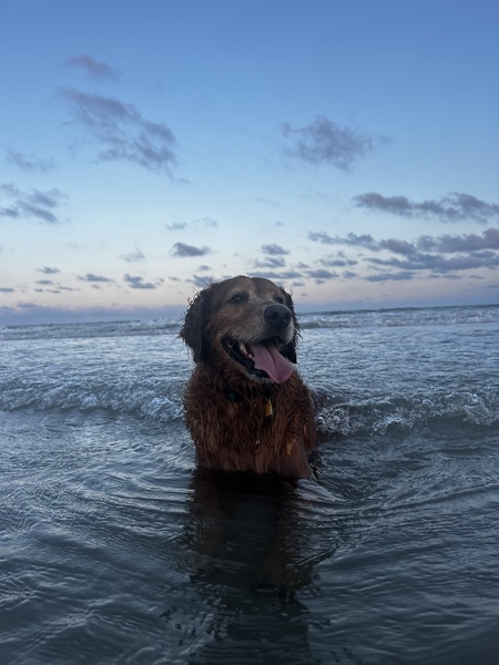 Bailey