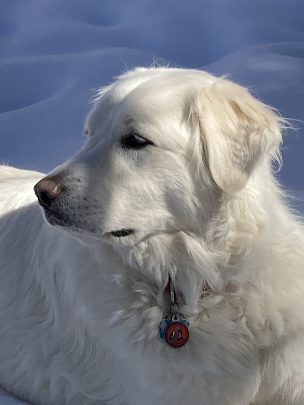 Vote for Daisy National Pyr Rescue's 2025 Top Dog Calendar Cover Contest