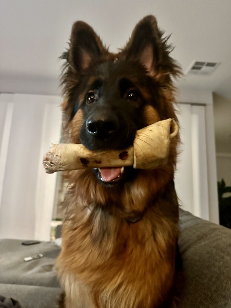  Zeus