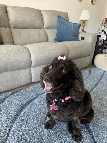 Koko