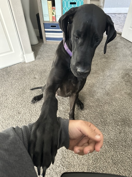 Bella