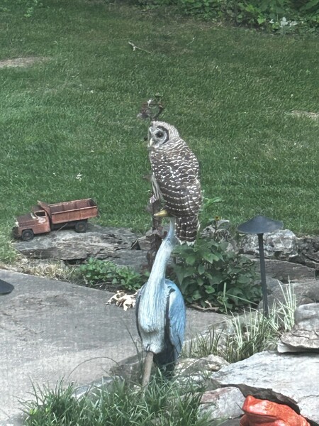 Get off my beak