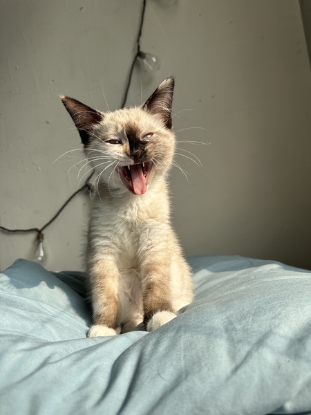 Charlie 