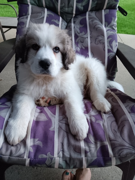 Maximus 