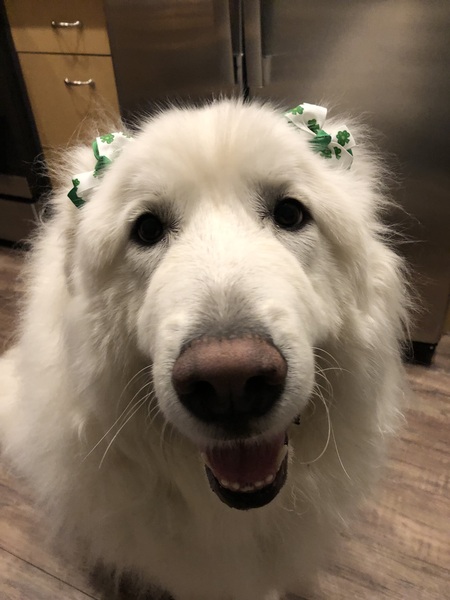 Lucy Lou