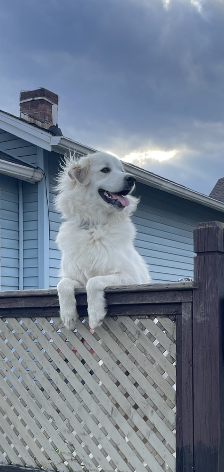 Josie