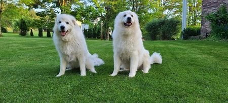 Ella and Ziggy 