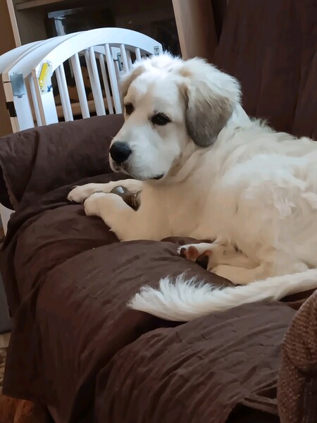 Maximus 