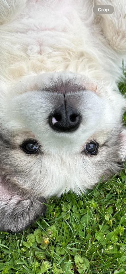 Maximus 