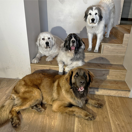 Toby,  Fiesta,   Merci and Fozzy