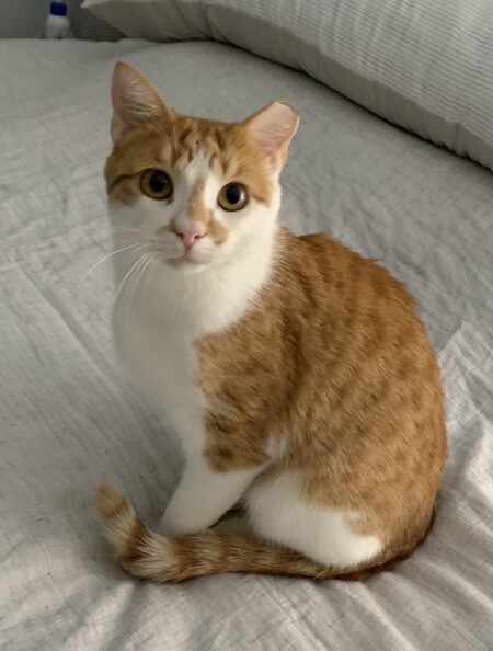 Tybalt