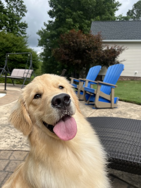 Hank