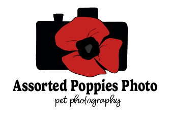 Assorted Poppies Photo