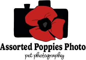 Assorted Poppies Photo
