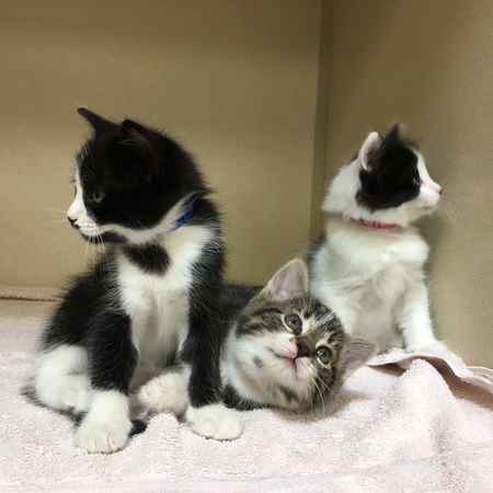 Pansy, Petunia, and Pancho. "No! I will not look at the camera ".