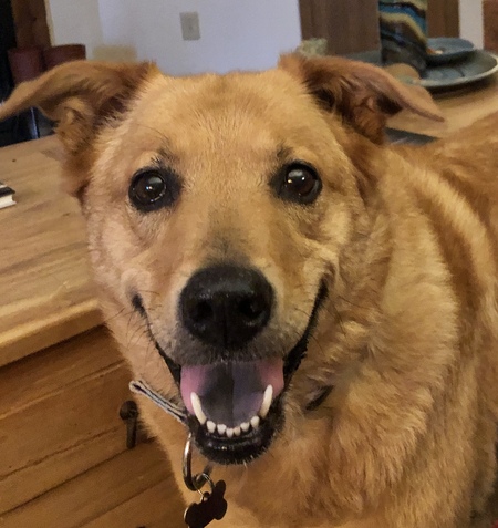 Gracie