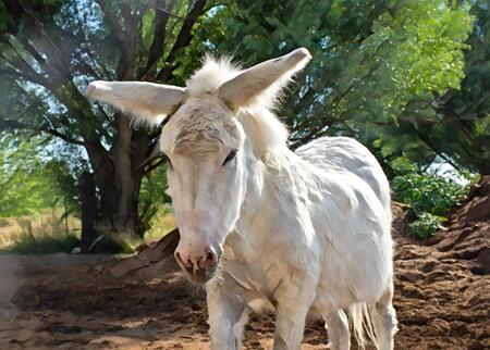 Jack the Donkey