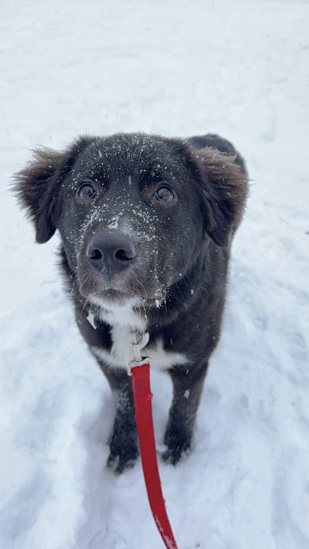 Cooper