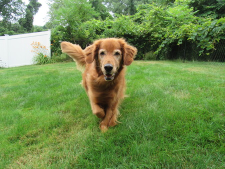 Yogi