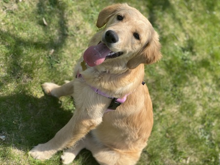 Sierra