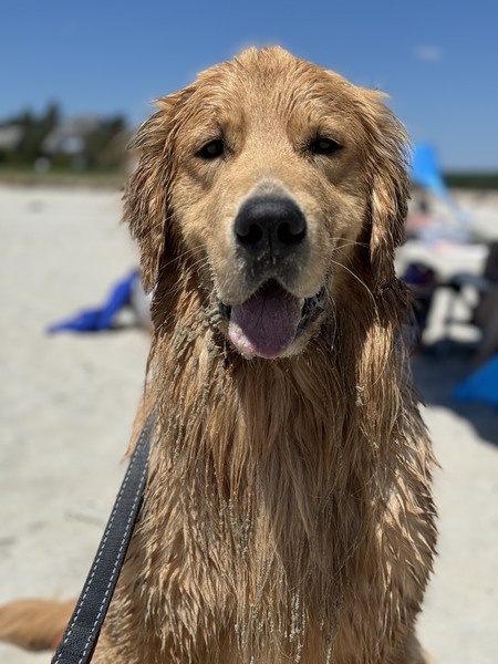 Harvey