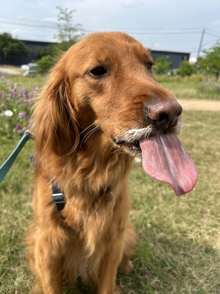 Rex