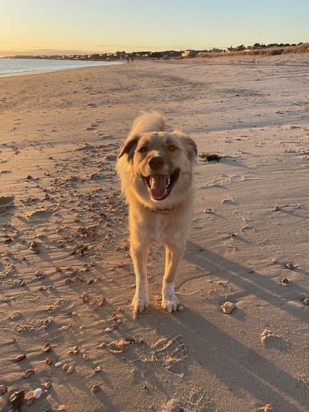 Sandy