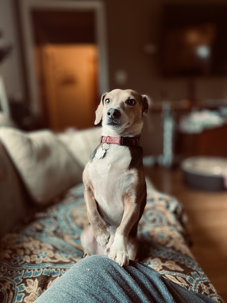 Louie