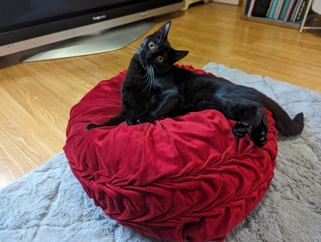 BB