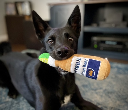 Pepino