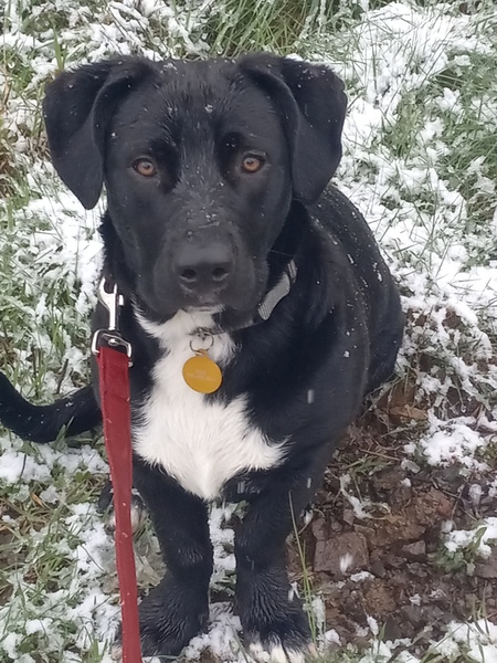 Hank