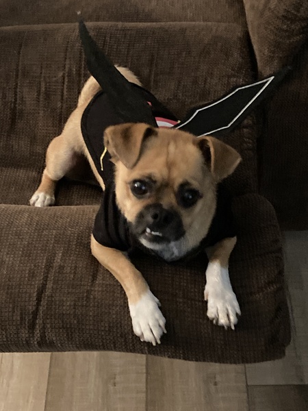 Rambo