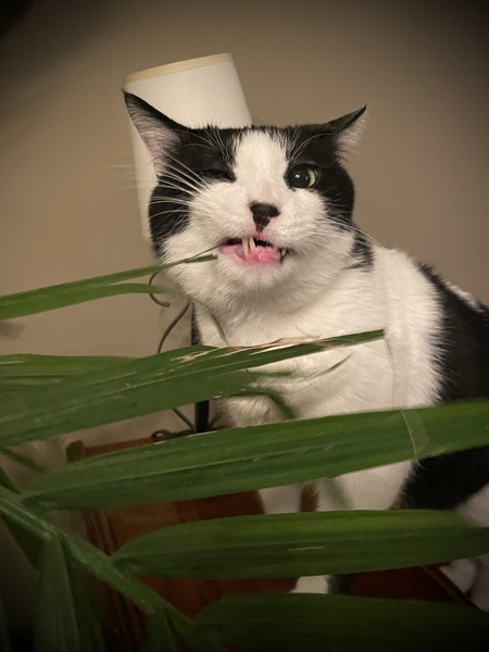Cosmo
