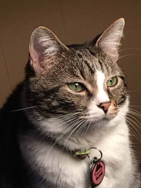 Niko