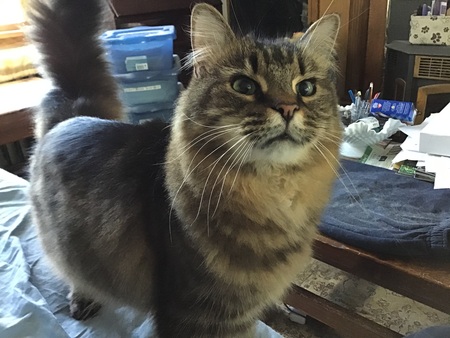 Sweet Pea