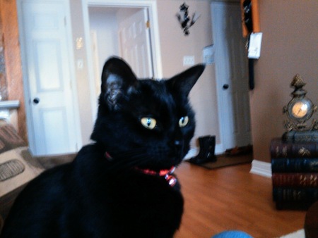 Cleo