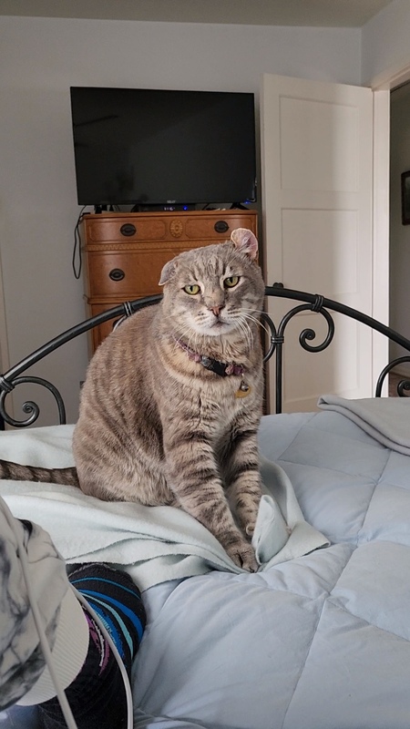Skipper 