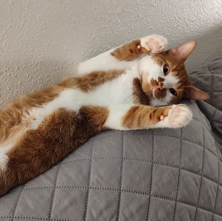 Archie