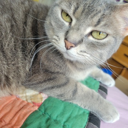 Lil Edna Moo Kitty