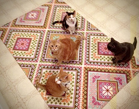 Tic-Tac-Toe Cats