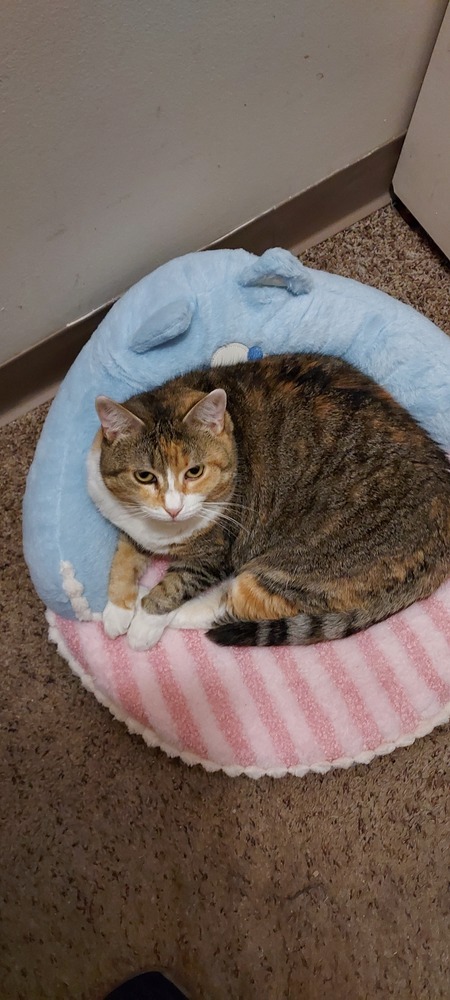 Paisley