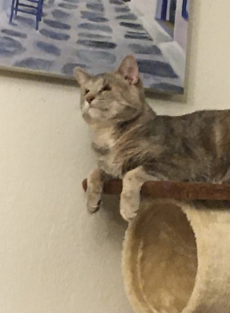 Luna the Blind Space Kitten