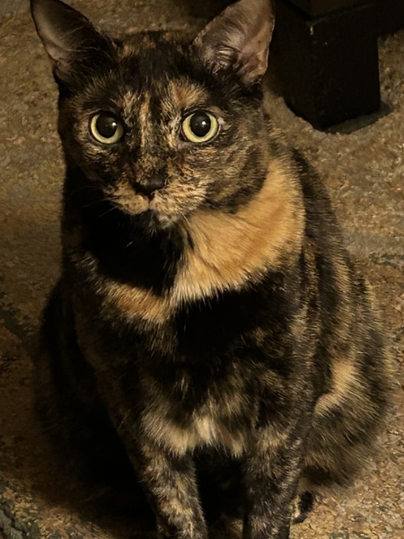Callie