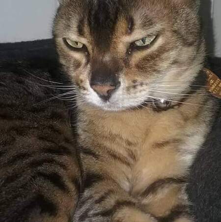 Snickers